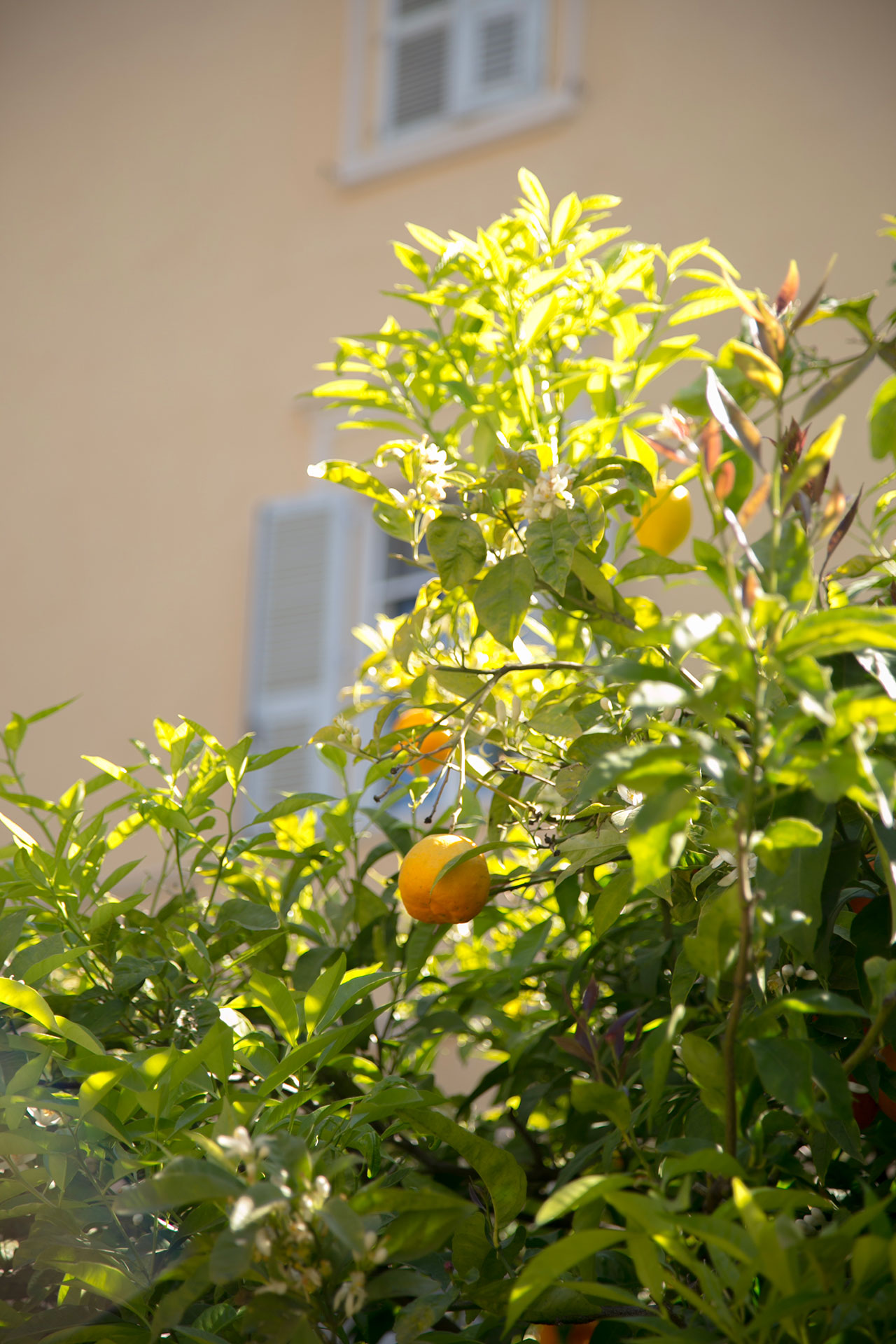 Citron Orange Les Jardins De La Collectivité De Corse